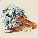 A lobster on a diamond

Description automatically generated